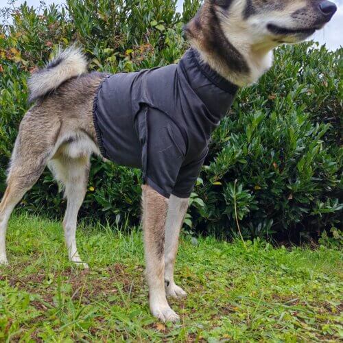 Hunde T-Shirt – großer Husky trägt schwarzes Dornenschutz-Shirt, Seitenansicht im Freien
