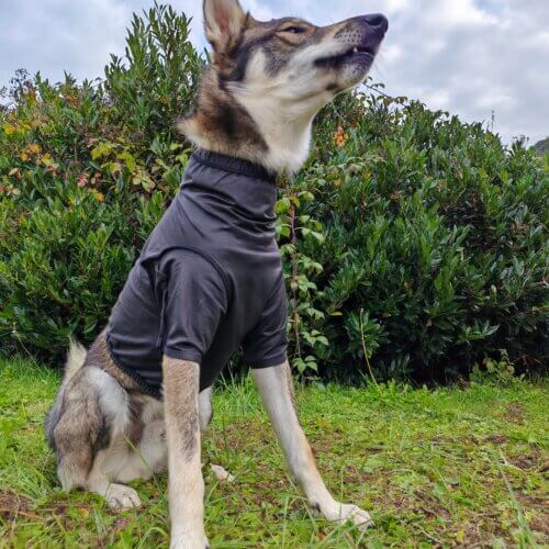 Hunde T-Shirt – Husky sitzend mit schwarzem Dornenschutz-Shirt, Seitenansicht im Freien
