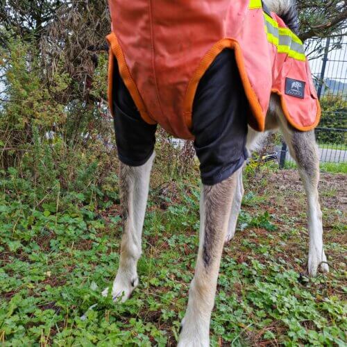 Hunde T-Shirt – Rückansicht Hund mit schwarzem Dornenschutz-Shirt unter orangefarbener Warnweste