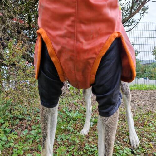 Hunde T-Shirt – Hinteransicht des Hundes mit schwarzem Shirt und orangefarbener Warnweste, Beinpartie sichtbar