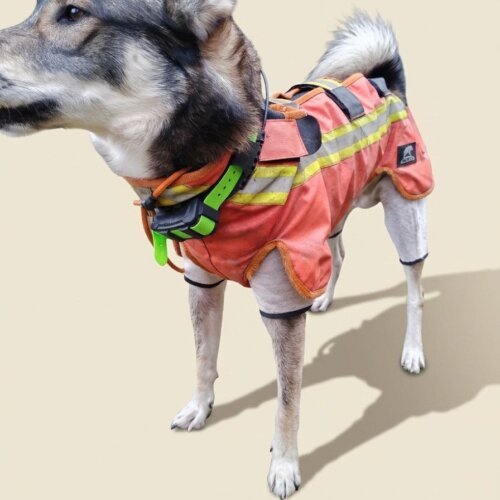 ADURO Hundeschutzweste – Hauptbild, Hund mit Schutzweste