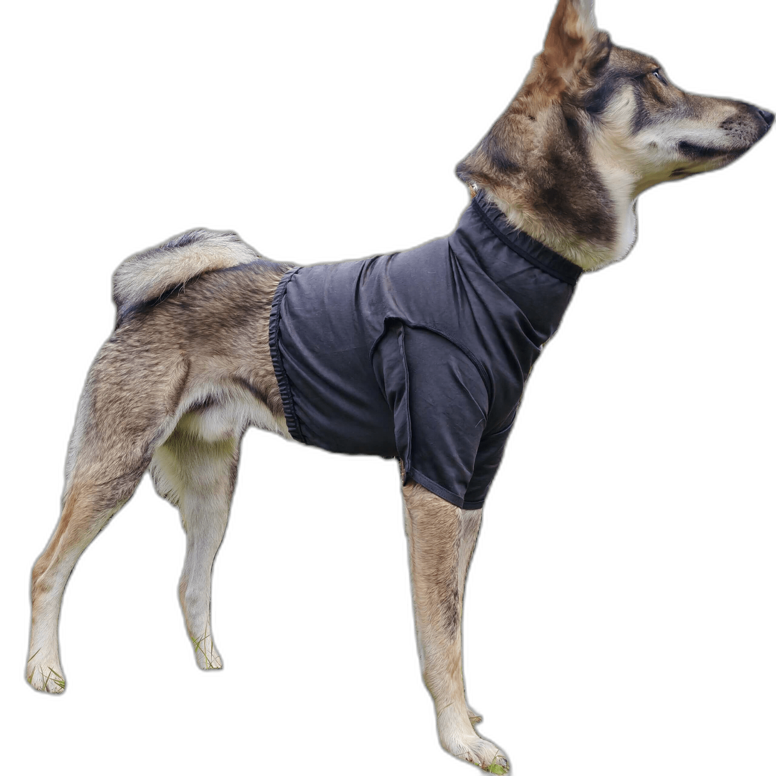 Hund traegt ADURO Dornenschutz Hunde T-Shirt
