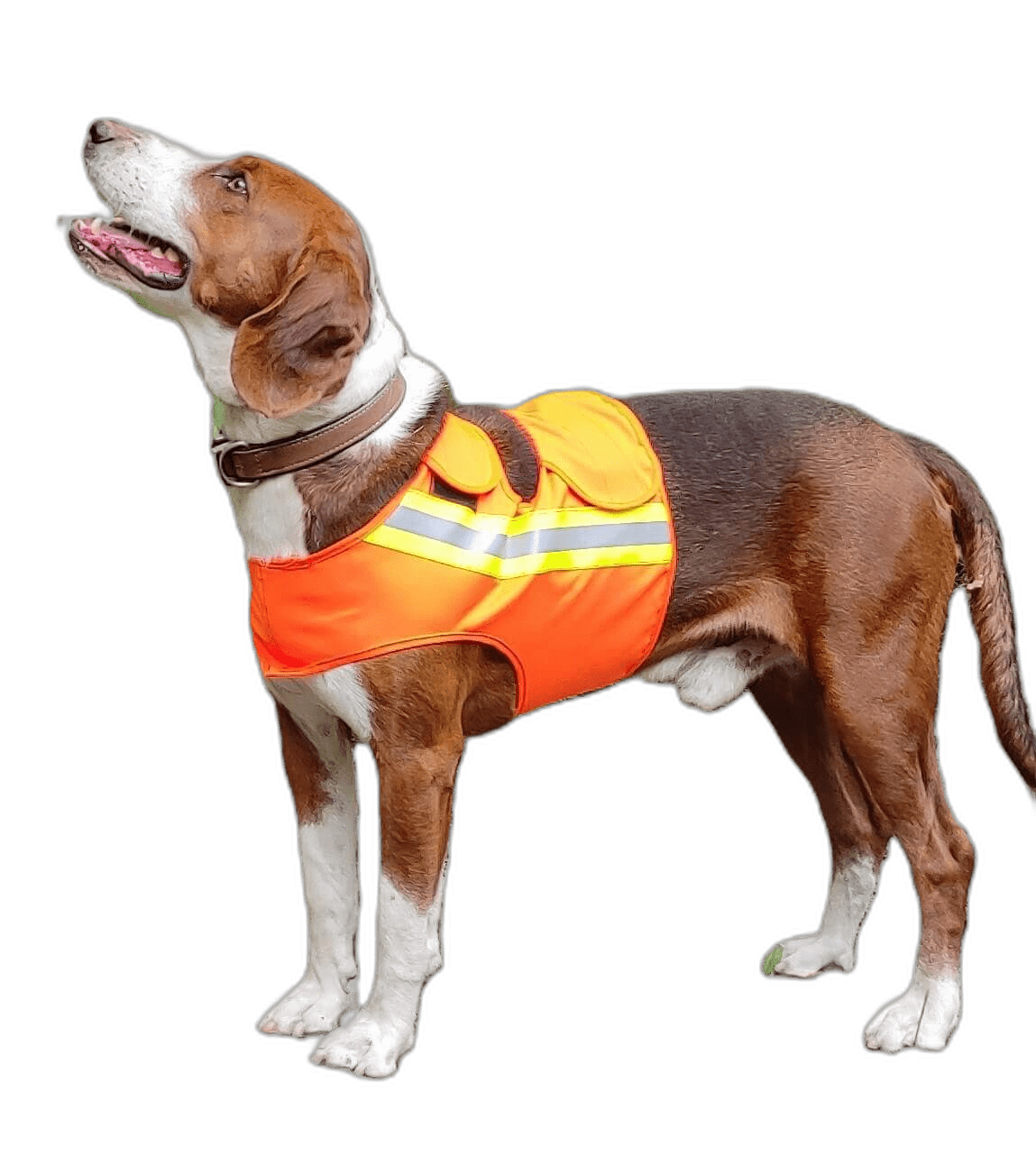 Hund trägt ADURO Hundewarnweste in Orange