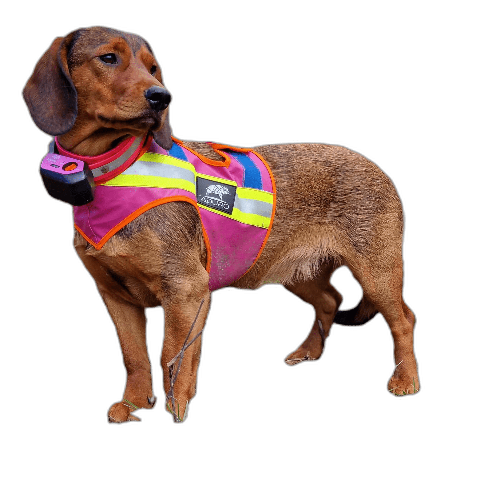Hund trägt ADURO Hundewarnweste in Pink