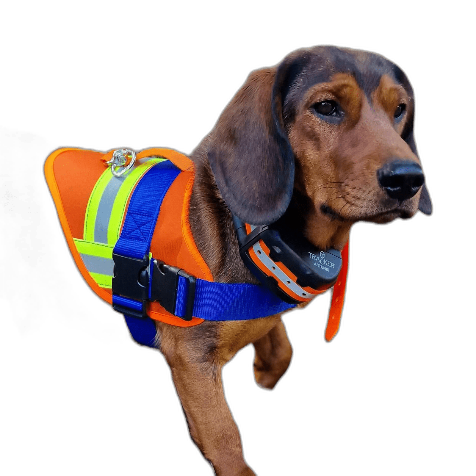 Hund trägt ADURO Nachsuchengeschirr
