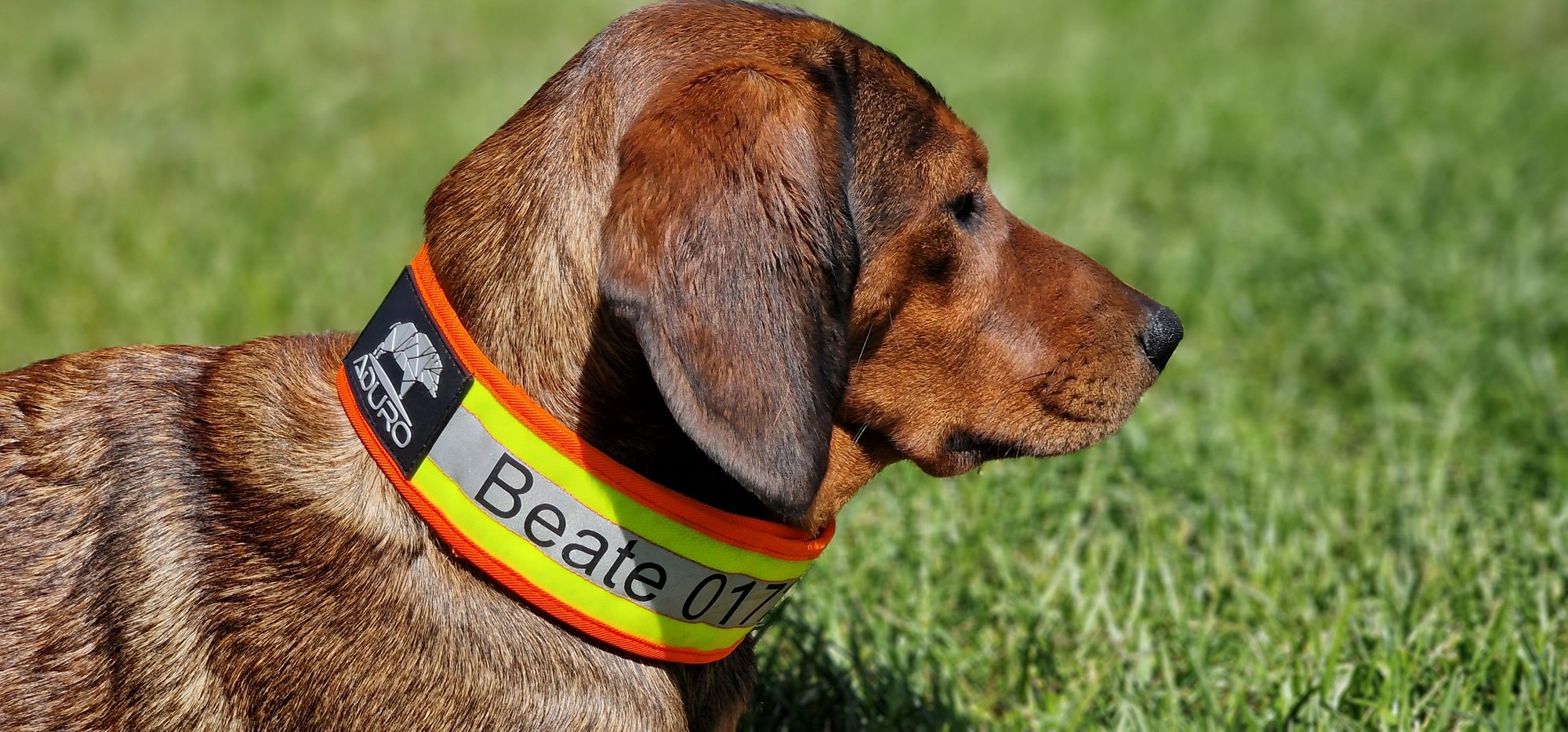 Hund traegt ADURO Warnhalsung mit Namen im Gras